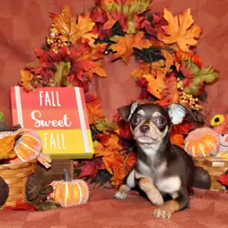 Gossett - Adorable Chocolate and Tan Baby
