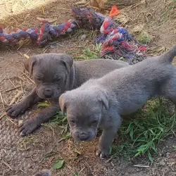 Cane corso puppies