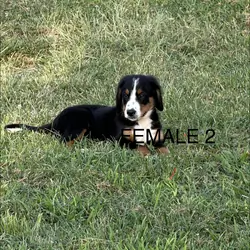 Pure Bred Bernese Mountain Dog Puppies