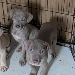 Blue nose pitbull puppies