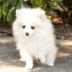 AKC pomeranian male puppy in Indiana (Bimbo)