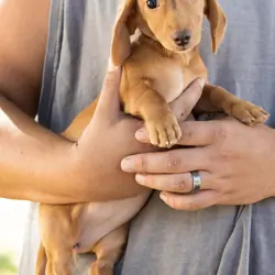 AKC Mini Dachshund female pup in Indiana (Bella)