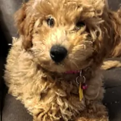 “Indy” Mini Cavapoochon Female