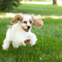 AKC Cocker Spaniel male pup in Indiana (Freckles)