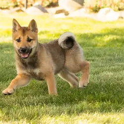 AKC Shiba Inu male pup in Indiana (Brent)