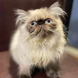 Persian / Himalayan Kittens