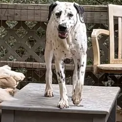 Dalmatian Female Puppy
