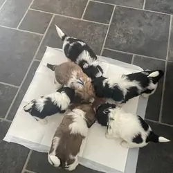 Sweetie M/F Home Companions-Shih Tzus