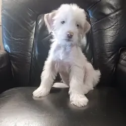 Chinese Crested Mix