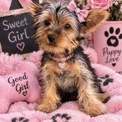 Toy Yorkies