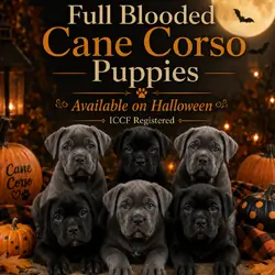 Gorgeous Full Blooded Cane Corso Puppies ICCF Regi