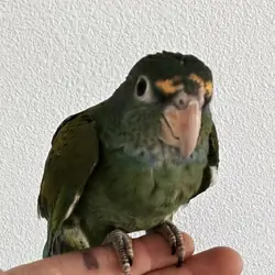 Tamed white headed Pionus