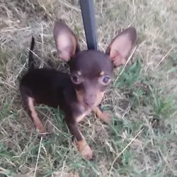 Mousse - NE Oklahoma - Female Chihuahua