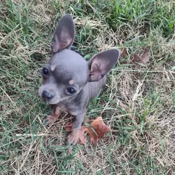 Meadow - NE Oklahoma - Female Chihuahua