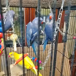 Indian Ringnecks 2