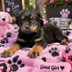 Rottweiler