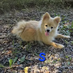 Snickerdoodle