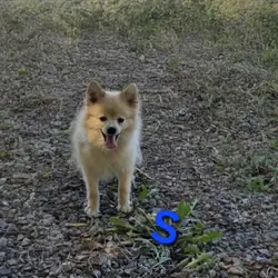 Snickerdoodle