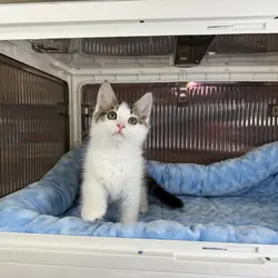 Kittens Male Black & White and Tabby & White