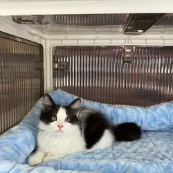 Kittens Male Black & White and Tabby & White