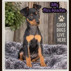 Tilly Female Mini Pinscher