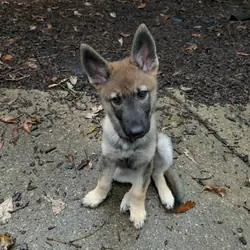 Mostly German Shepherd, Alaskan-Malamute & Husky