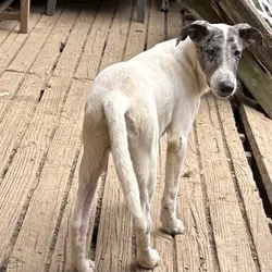 Dalmatian/Whippet Mix