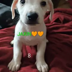 5 Dachshund babies Left!!