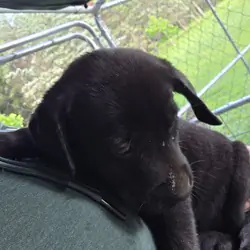 Male black Labrador retriever