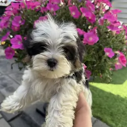 Morkie puppies