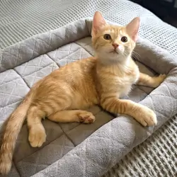 Another Baby Kitty for Sale