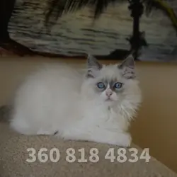 Beautiful Ragdoll kittens - blue bicolor mitted