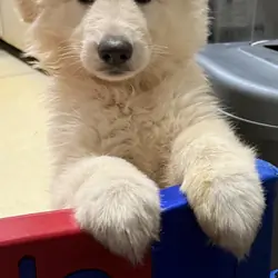 White Long-coat German shepherd