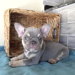 Take home our Beautiful trained frenchies puppies