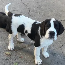 St. Bernard mixed puppies