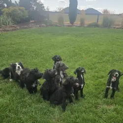 Borderdoodle pups