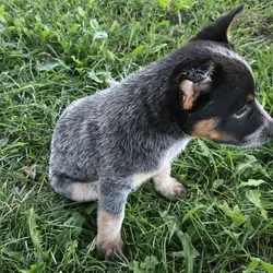 Australian Cattle puppies