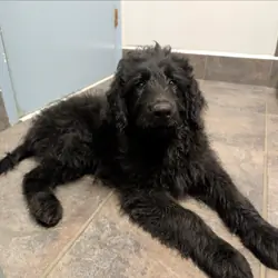 Male F1 Poodle mix puppy