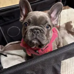 Charming classic blue frenchies for sale