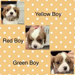 Cavalier King Charles