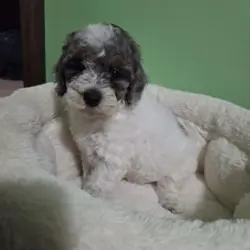 Toy Poodle Puppies