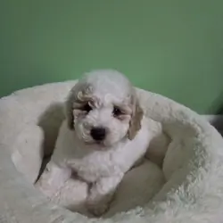 Toy Poodle Puppies