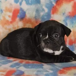 AKC French Bulldogs