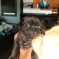 Pure breed pug puppies