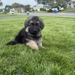 German Shepherd puppies