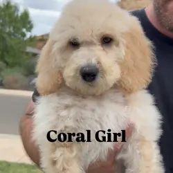 Price Reduced • Goldendoodle Puppies • Ready Now