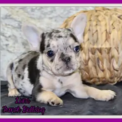 Luna Female French Bulldog
