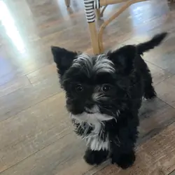 Kb black yorkie female