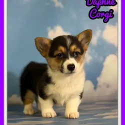 Daphne Female Corgi