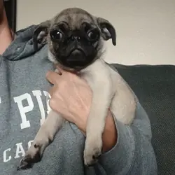 pug puppy